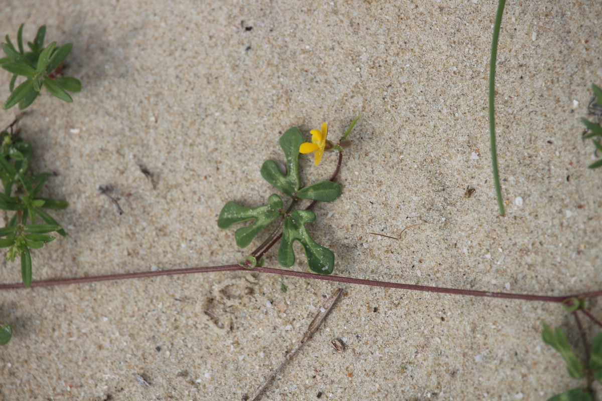 Vigna trilobata (L.) Verdc.